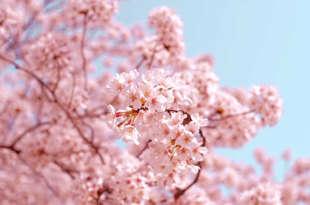 Japan Cherry Blossom 2026: When and Where to See Them